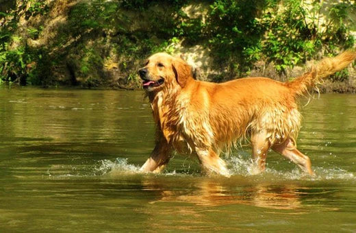 The Golden Retriever’s Bathing Safeguards and Grooming Tips